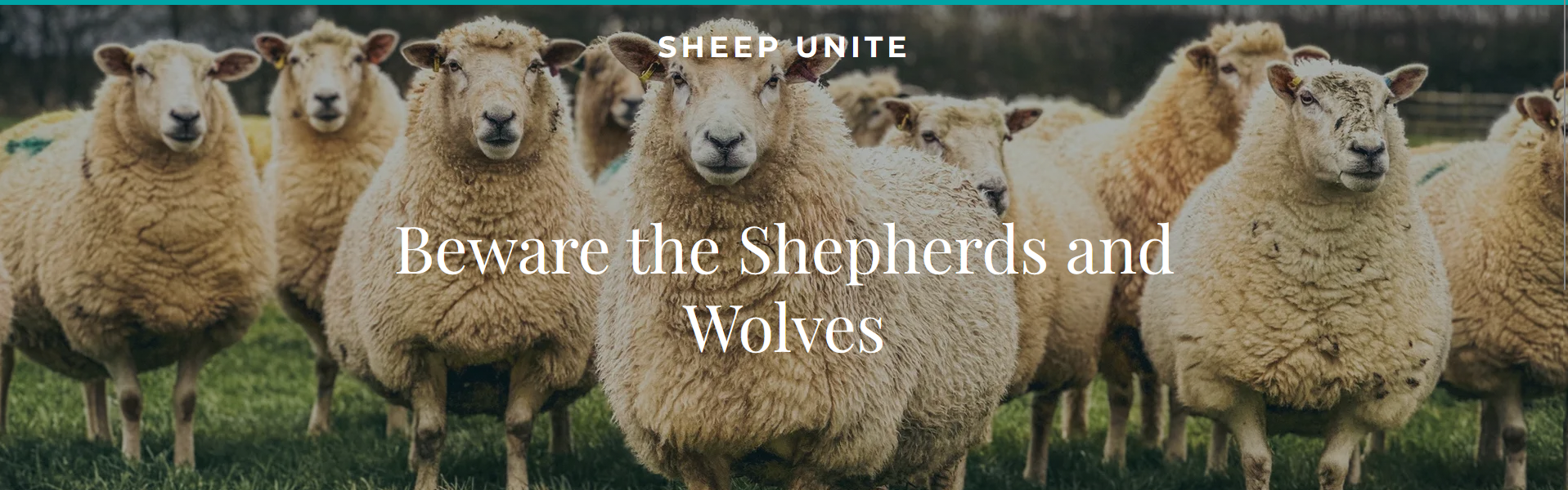 Sheep Unite